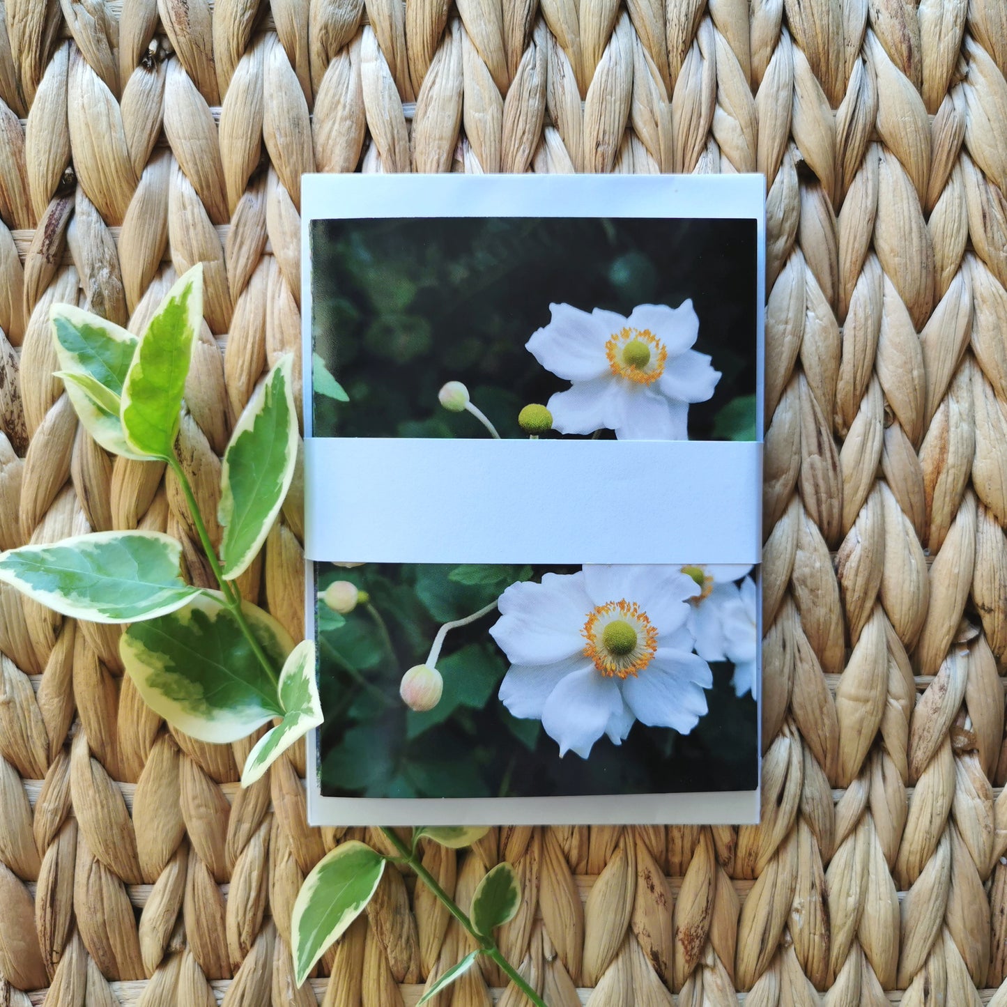 Note Cards Set - Nature