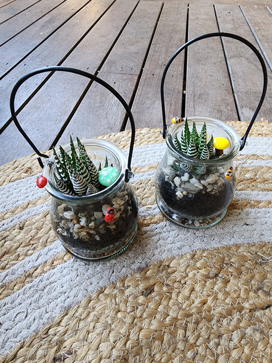 Glass lantern with succulent